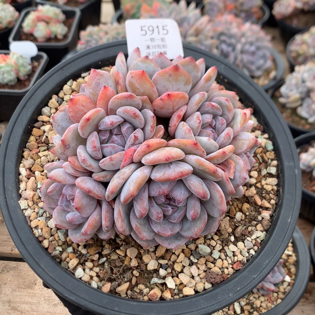 14厘米七头有砍紫皮石榴籽  5915