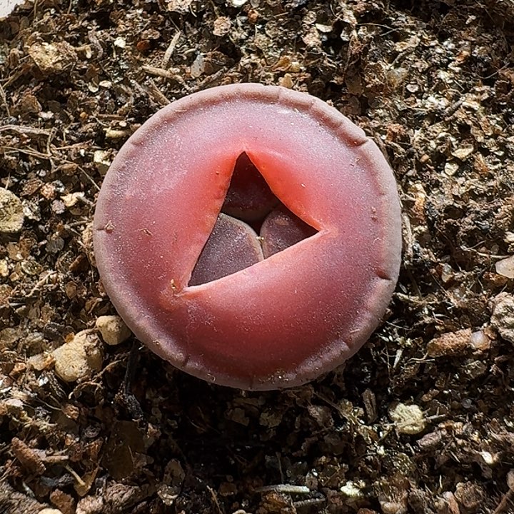 生石花11111111。   326