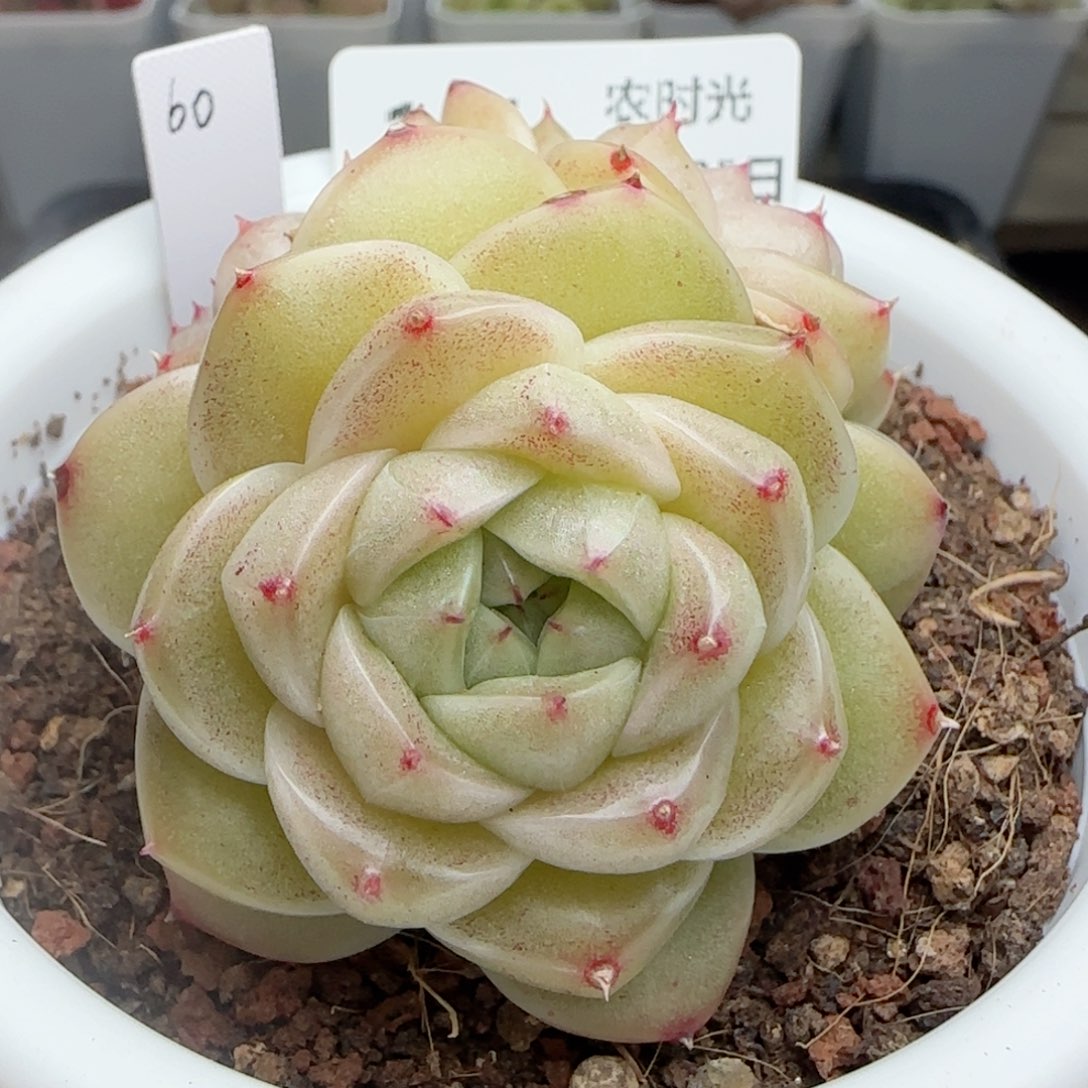 0125-141包子麦秆