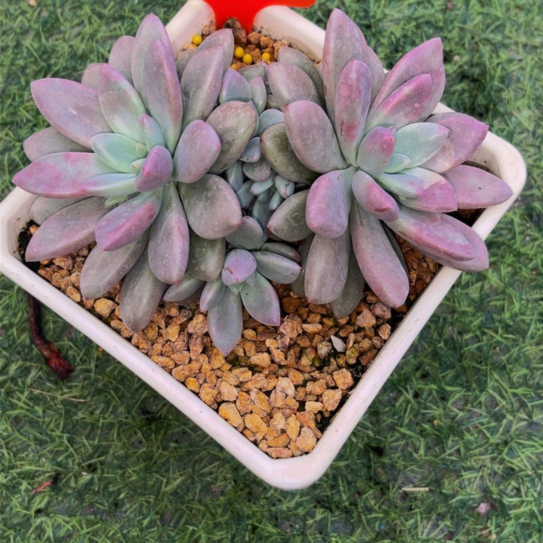 2505下午多肉植物群生