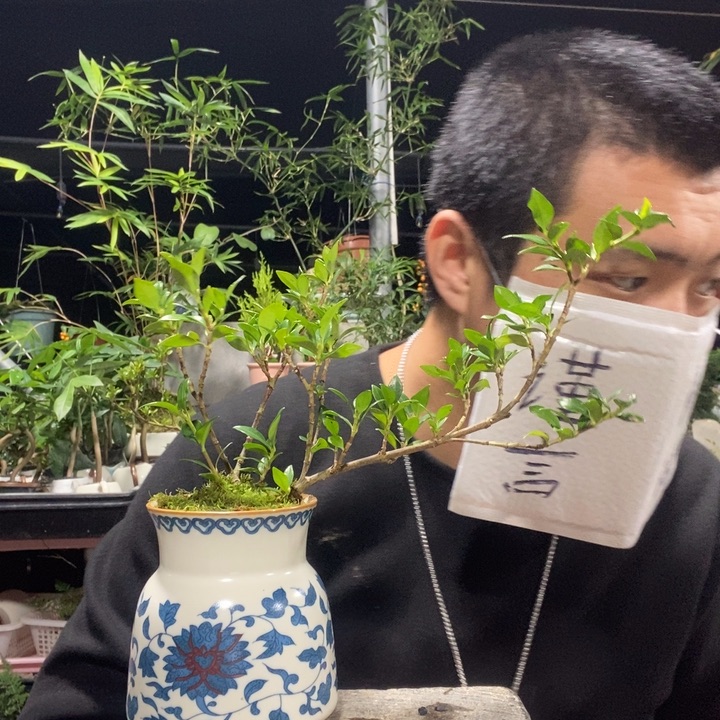素***.以实际为准盆景绿植盆栽91