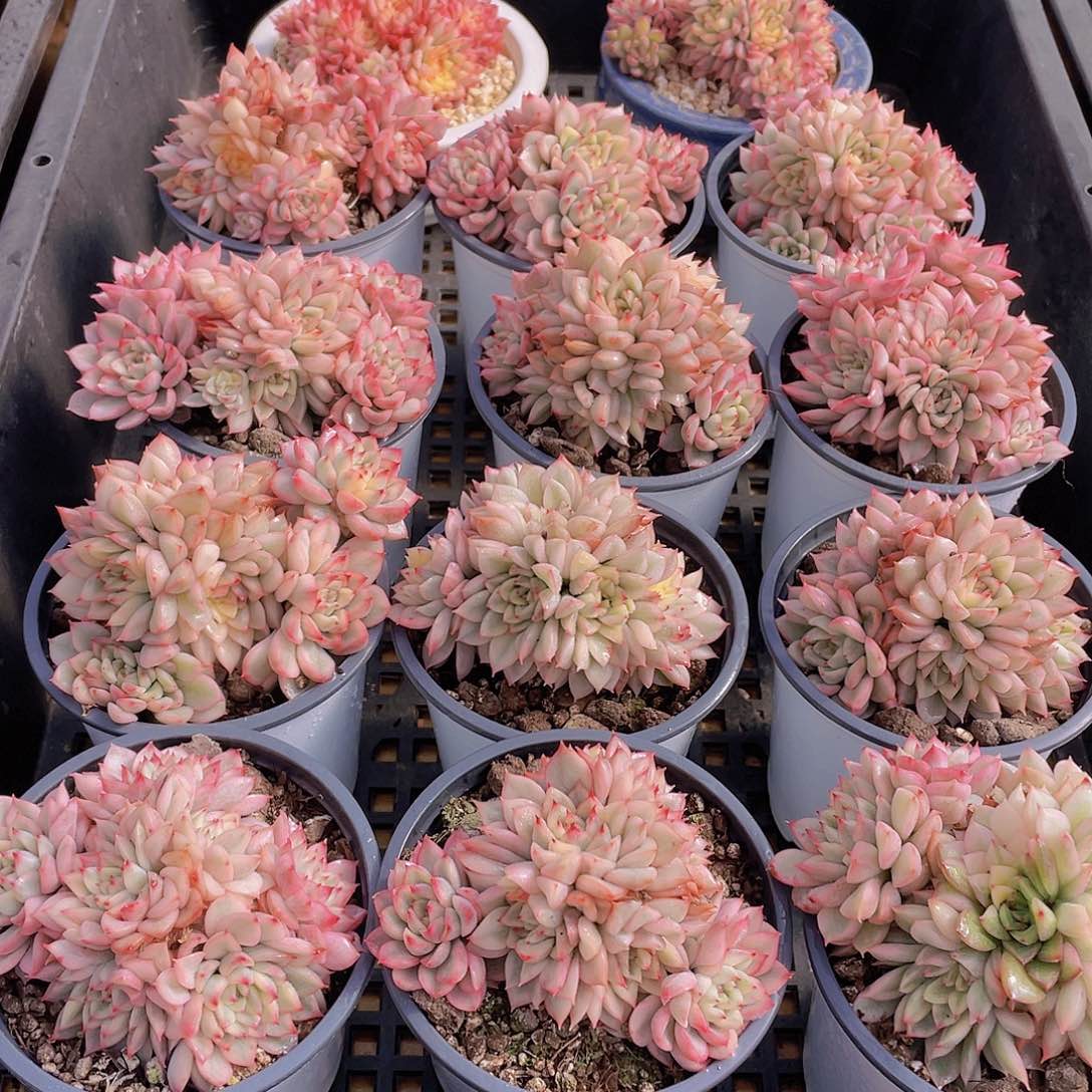 量拍59号 炫彩女雏锦大群生一个