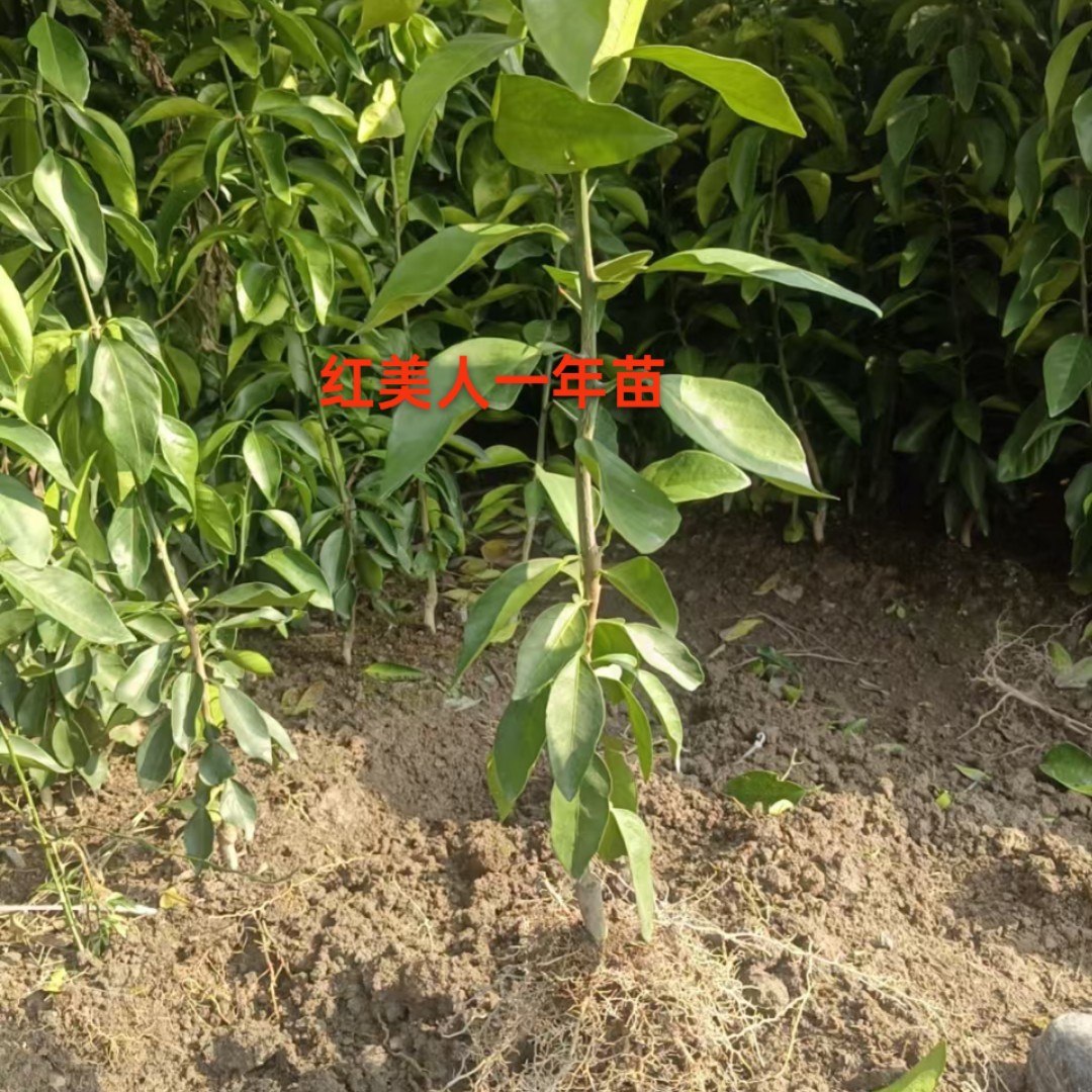 爱媛二十八号红美人一年苗