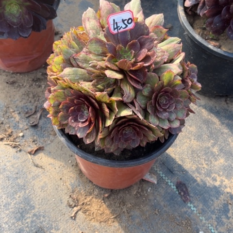 4-50红丝绒处理不售后多肉