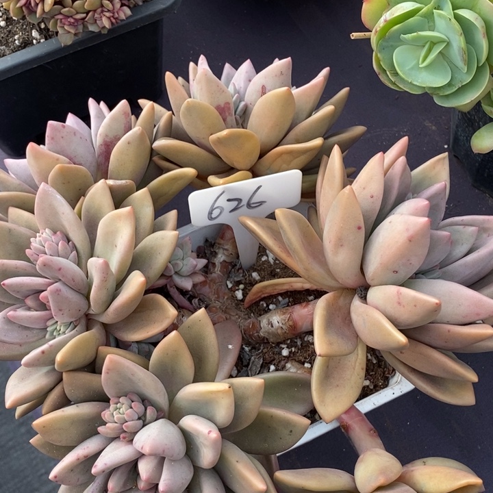 626桃花源肉肉肉肉肉肉