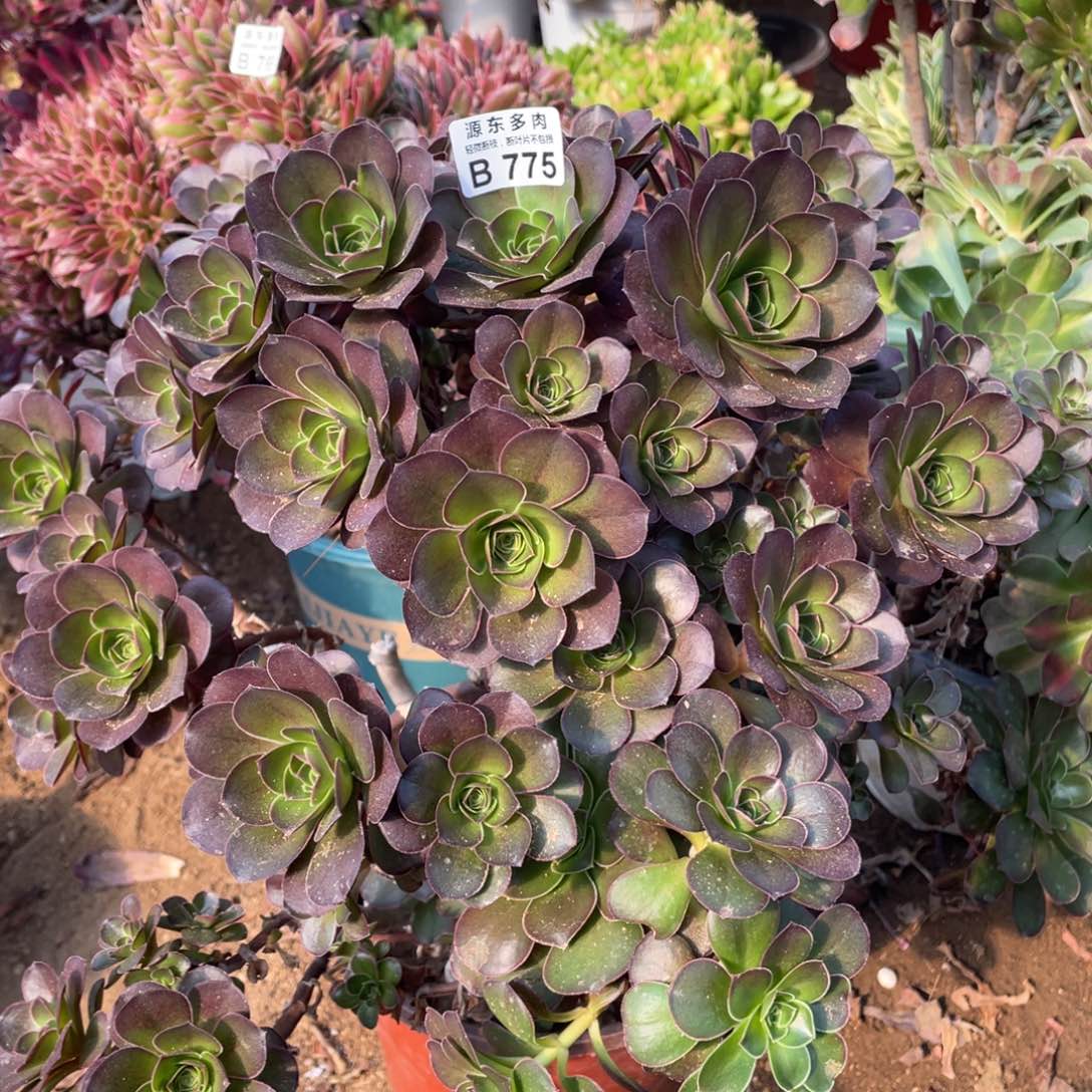775魅金玫瑰砍过多肉法师断枝不包