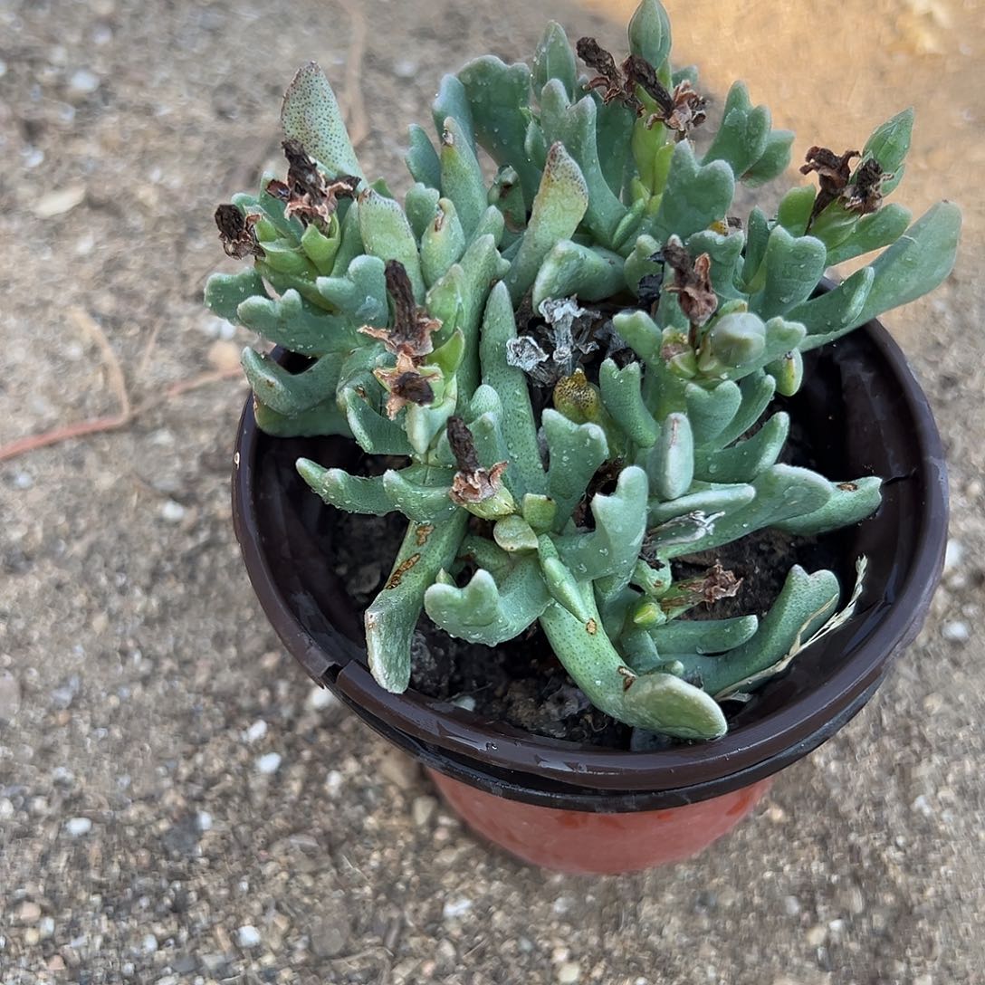 多肉植物多肉植物