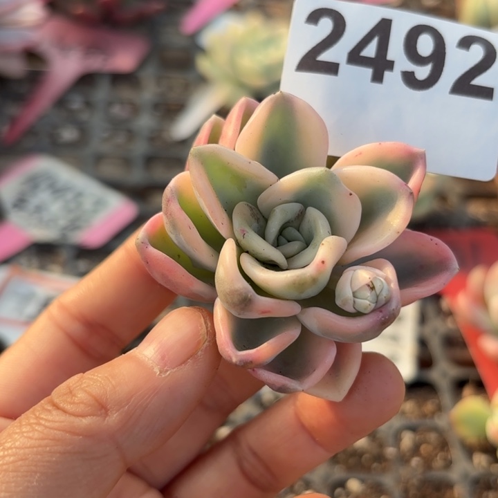 多肉植物满18包邮低于零下8度请勿下单