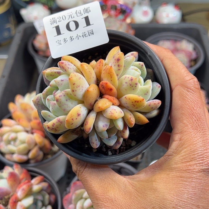 梦露群一物一拍多肉满20包邮