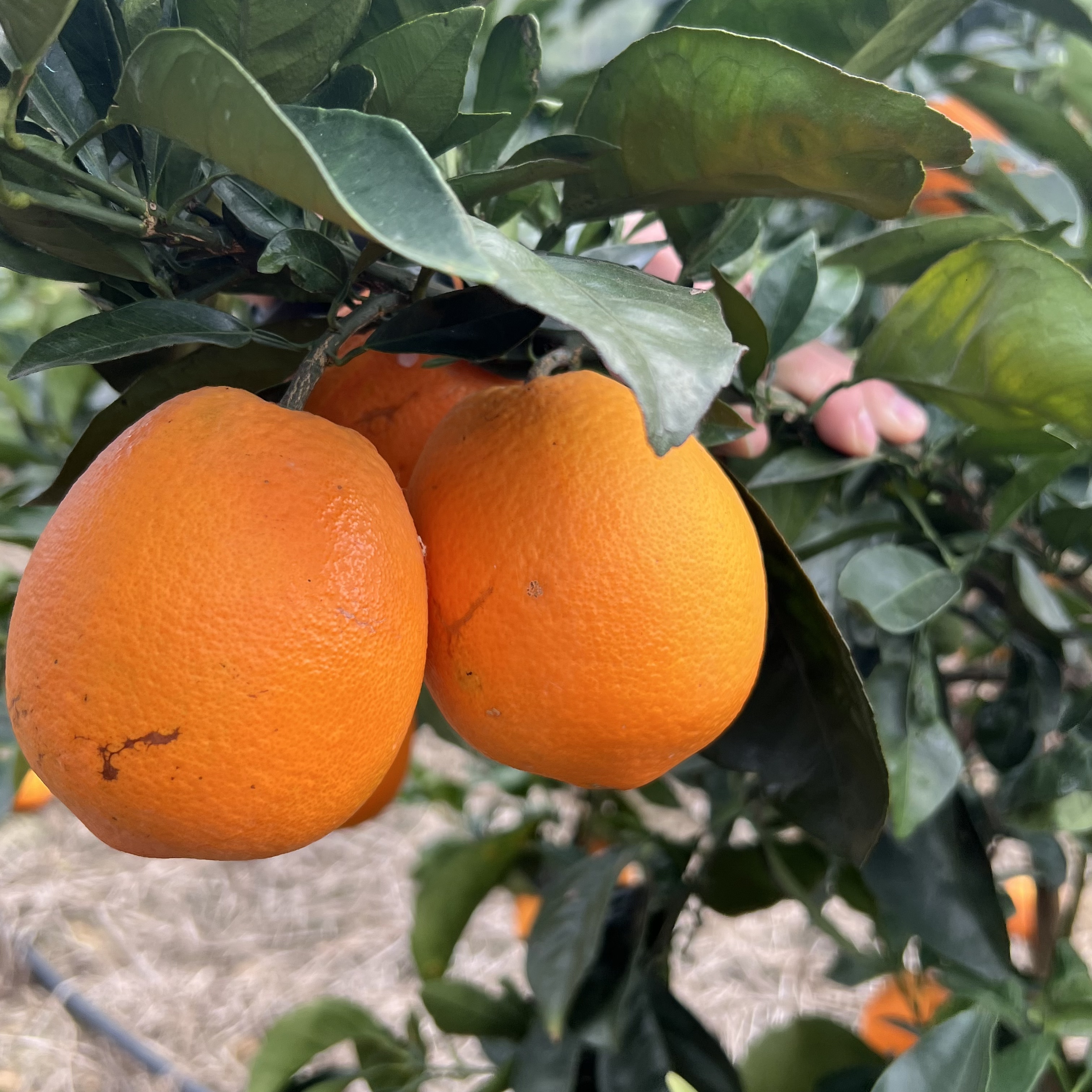 20年高山老树花边麻子丑橙子湖南脐橙老品种橙味足酸甜可口