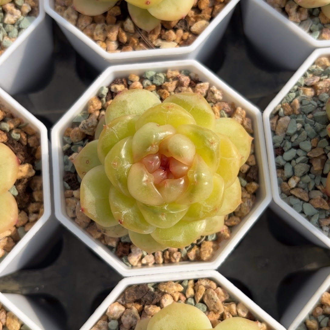 薄糖珍妮一物一拍