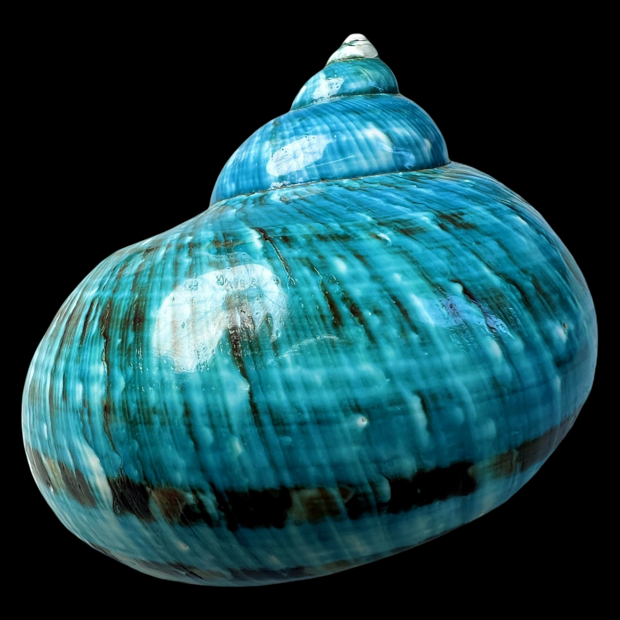 【帝王螺杯（特大！精品）】89.4mm 赠1串杯托 天然贝壳 H26