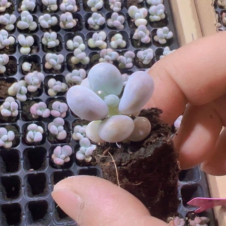 奶酪精品多肉植物