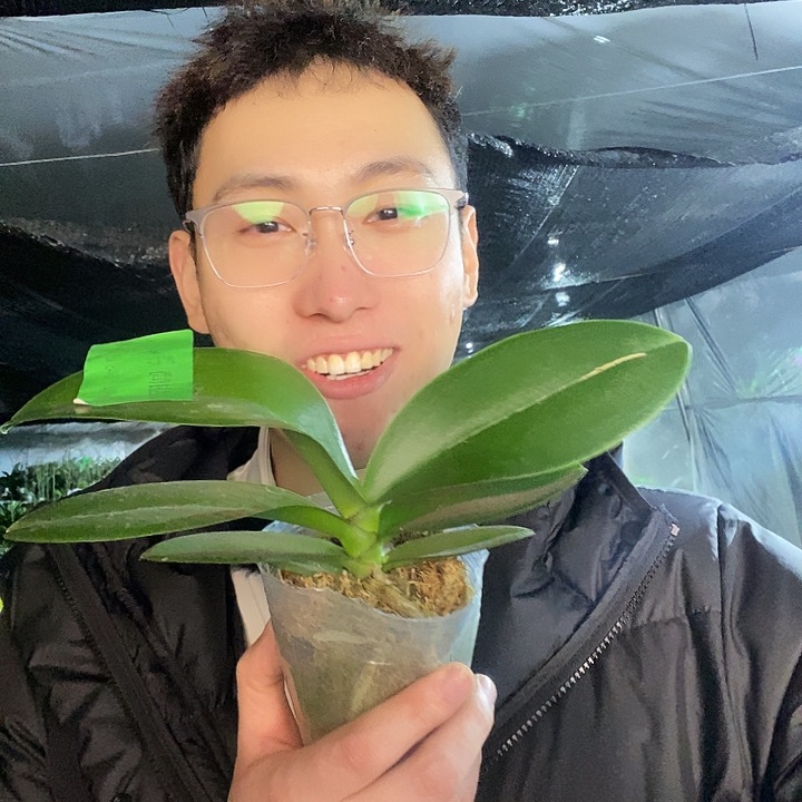 无花朵甜筒蝴蝶兰