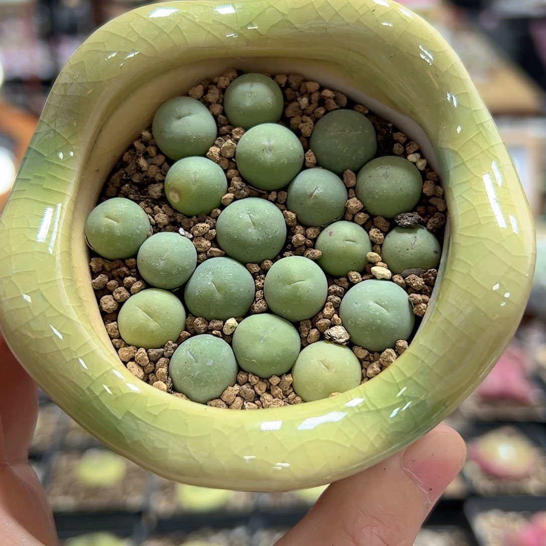 【闪购商品】鸽子蛋10颗1cm