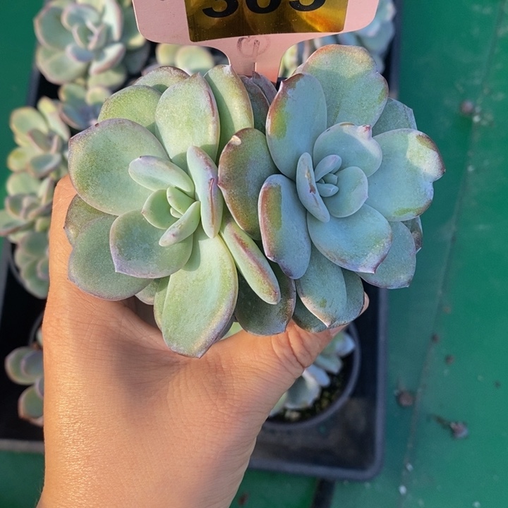 303号韩版奶茶一颗