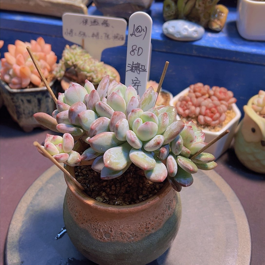 ?***?海莉亚，多肉植物，