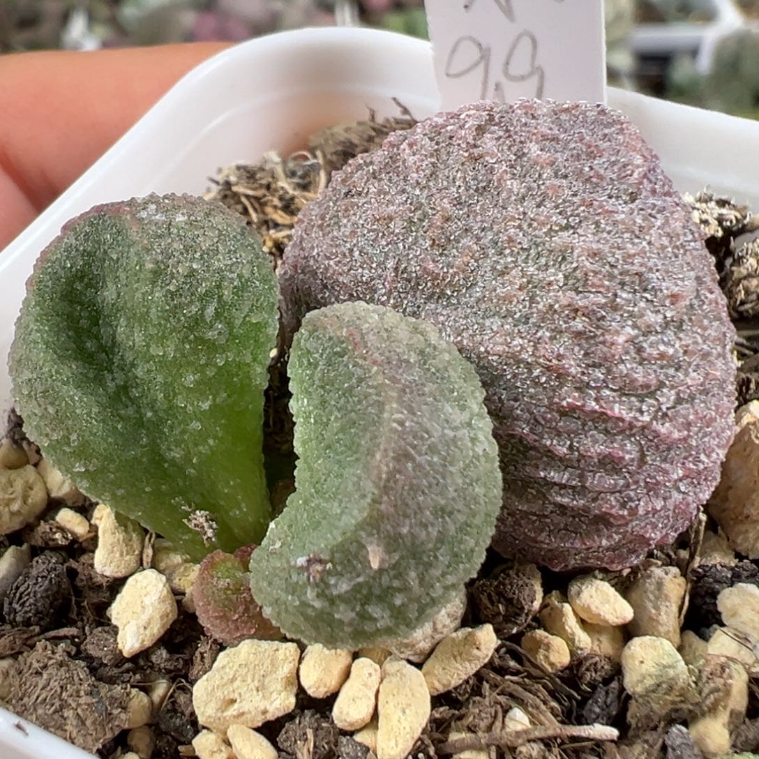 w水蜜桃多肉植物水泡