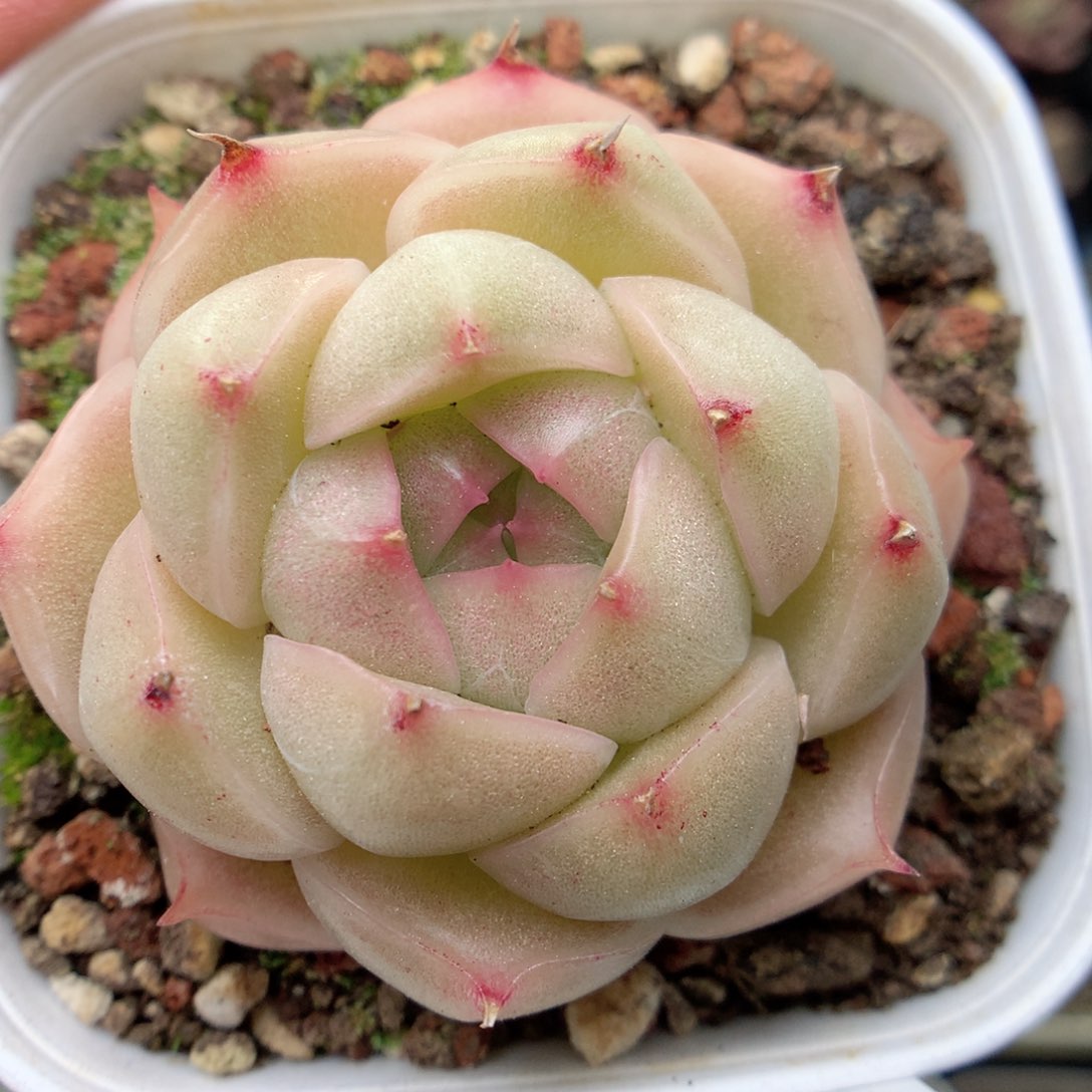 G53 ，20包邮两天凑单