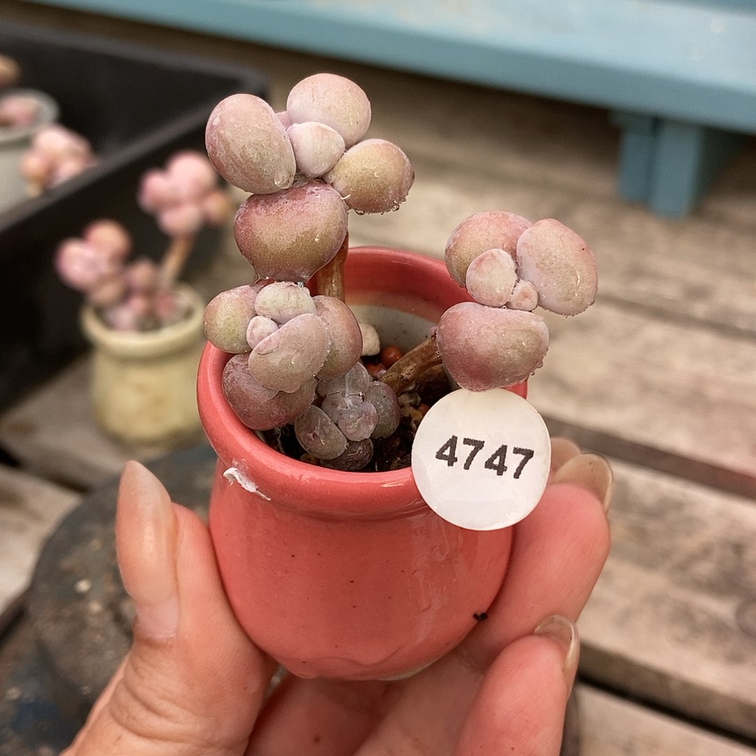 4747糖果腰子蛋带盆土