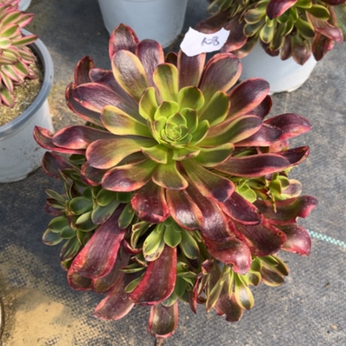 【闪购商品】108欧佳丽多肉法师