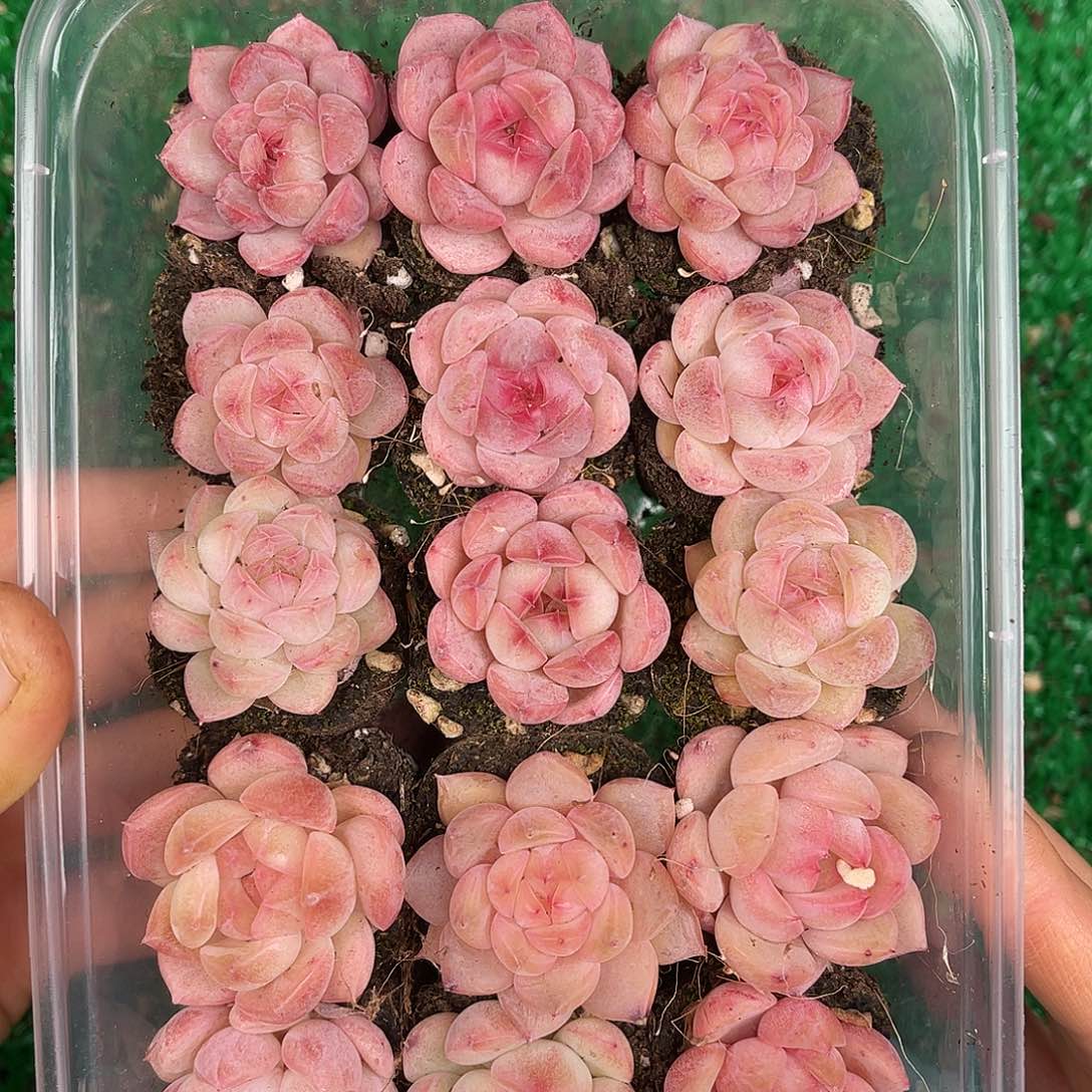 多肉植物一物一拍2-31