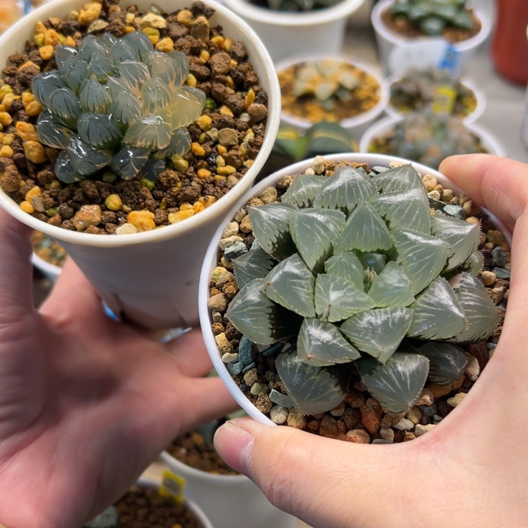 糯玉露和水中月1111111111