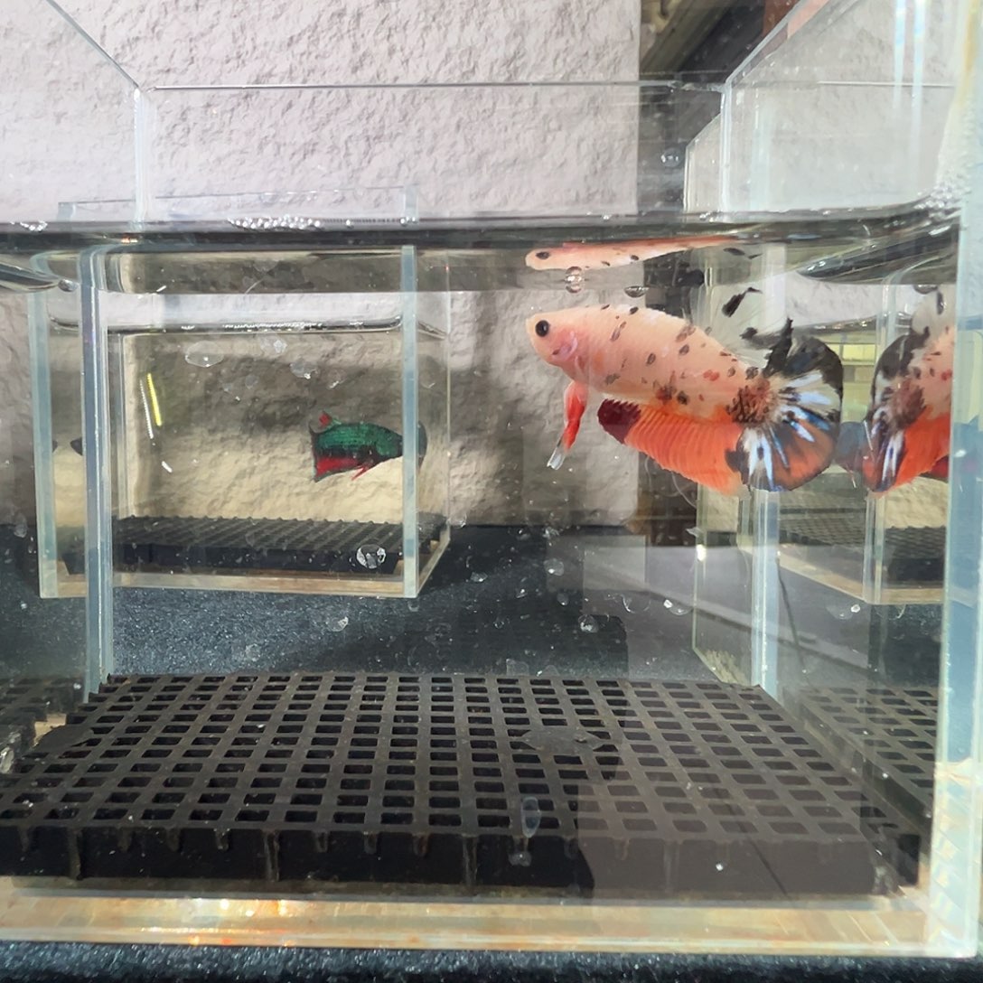 斗鱼阿浩泰斗26日64