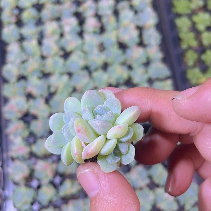 冰玉群生精品多肉