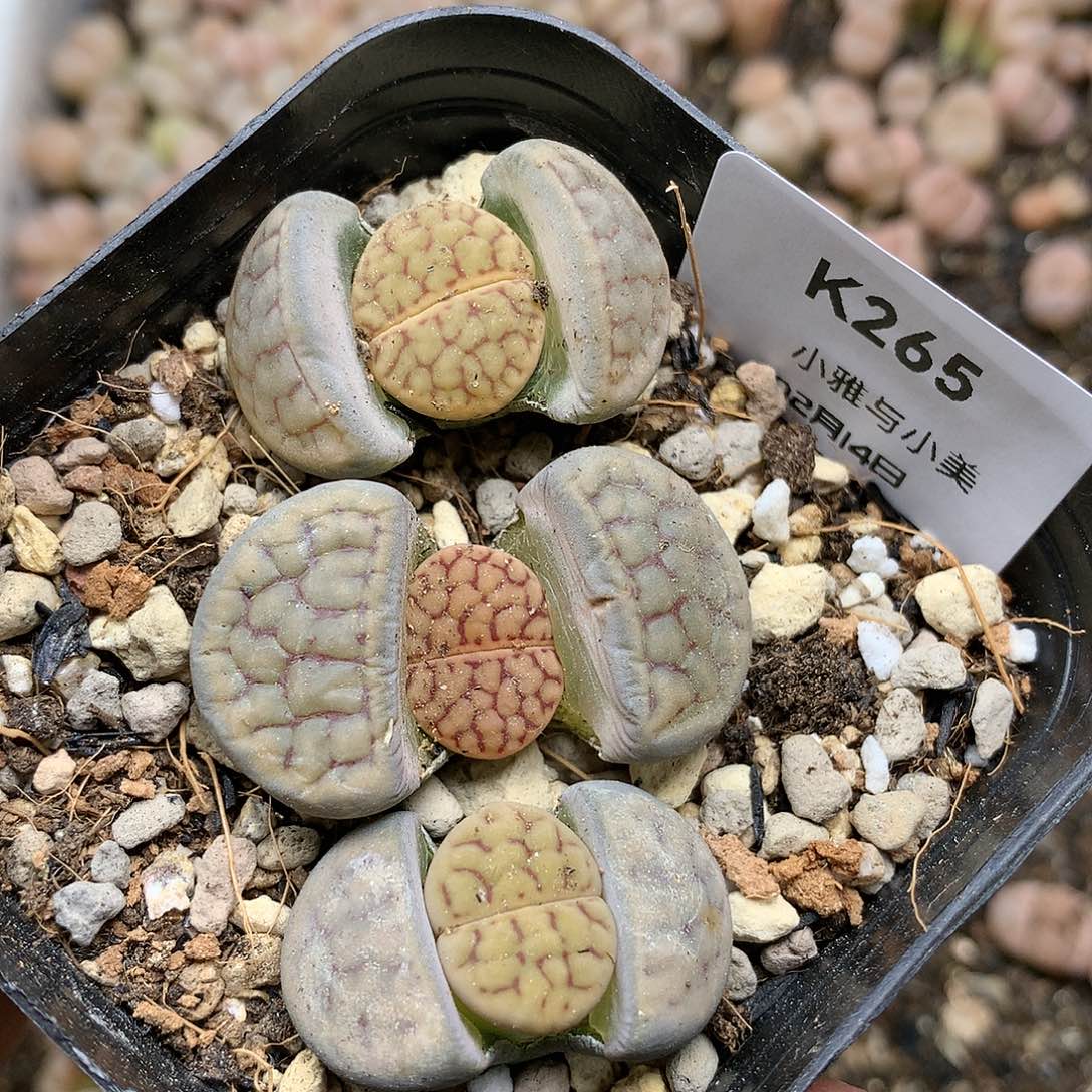 K265多肉植物保护