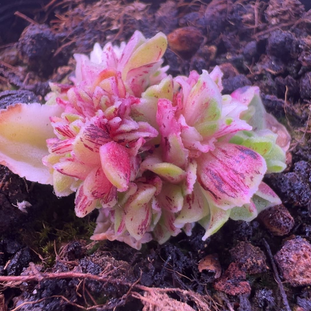 L25半城玫瑰秋夕锦缀