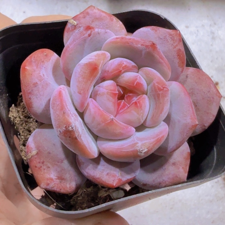 糖心石榴籽两盆一组