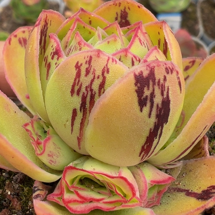 不染 花园级 t517.    