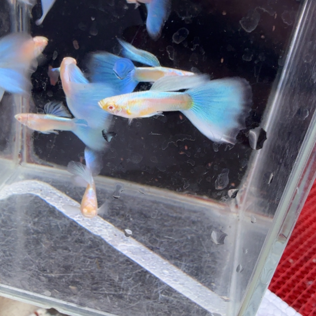 孔雀鱼天空蓝种鱼全公10条