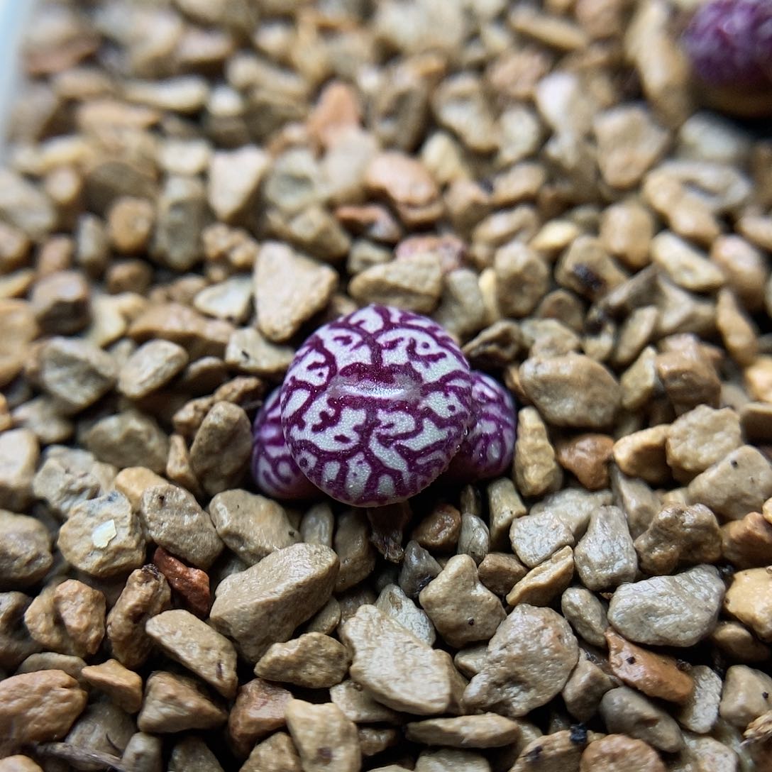 八重墨一颗三头包邮