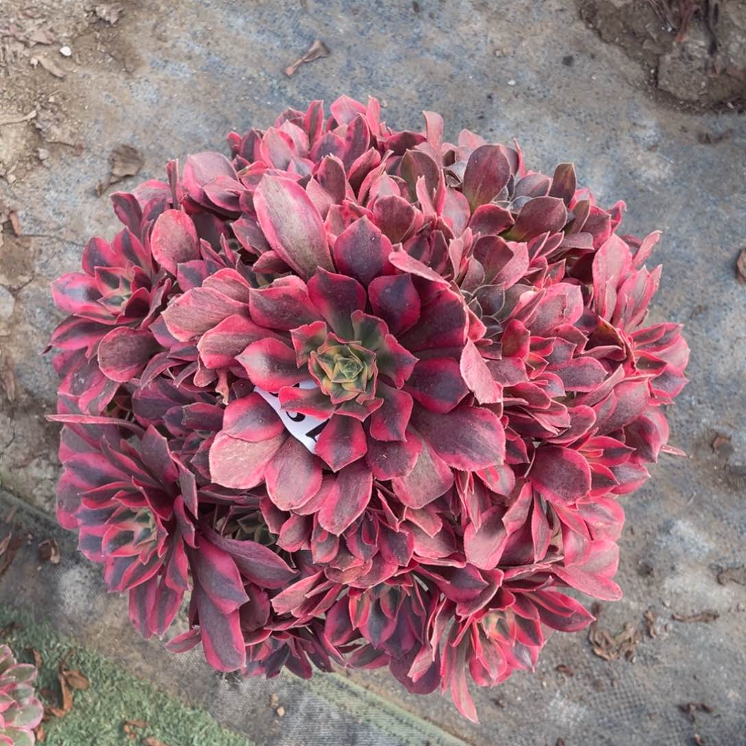 188精品法师女妖