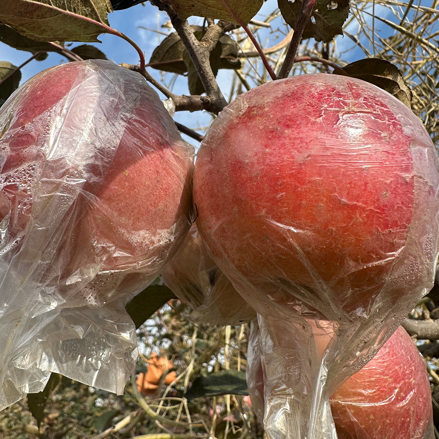 【脆甜红富士】正宗山东红富士苹果脆甜冰糖心苹果当季现摘新鲜水果