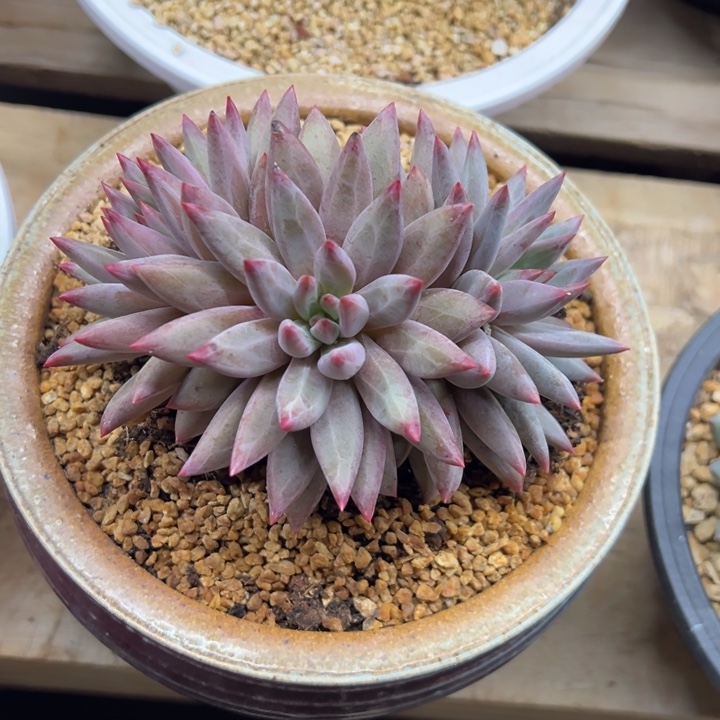 虞美人 羽毛纹 夏鸣园艺