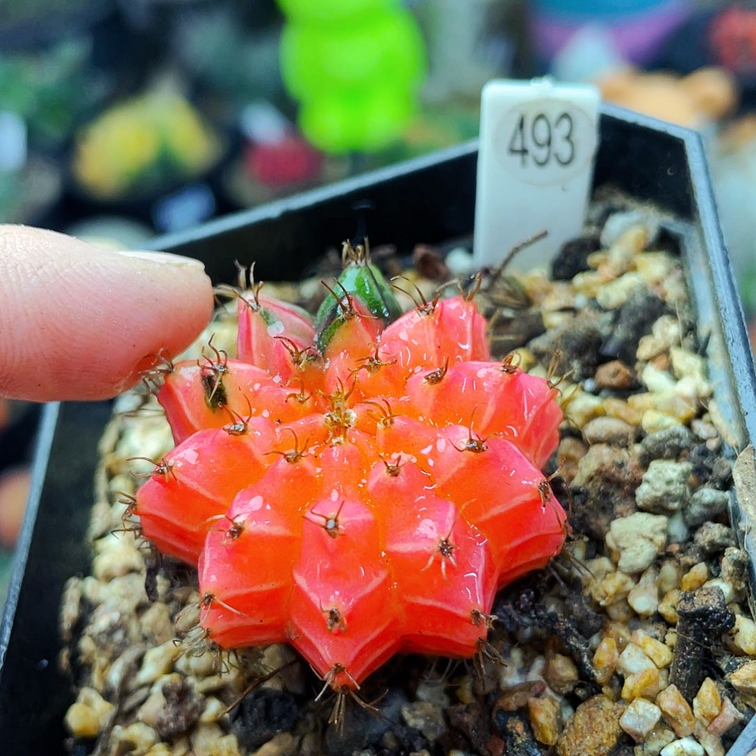 非偏远地区满25包邮仙人球