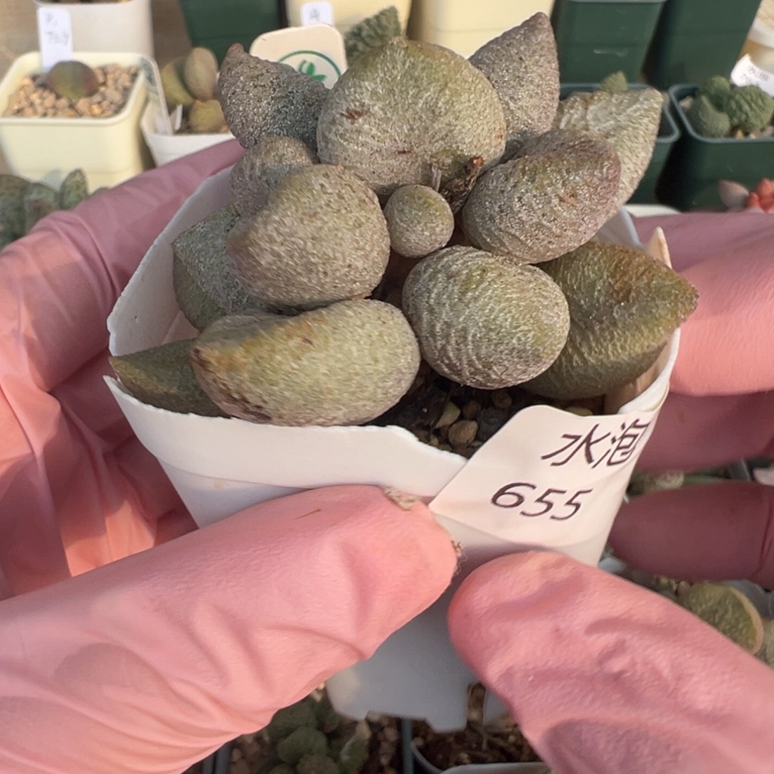 655老桩子一颗胖嘟嘟实生