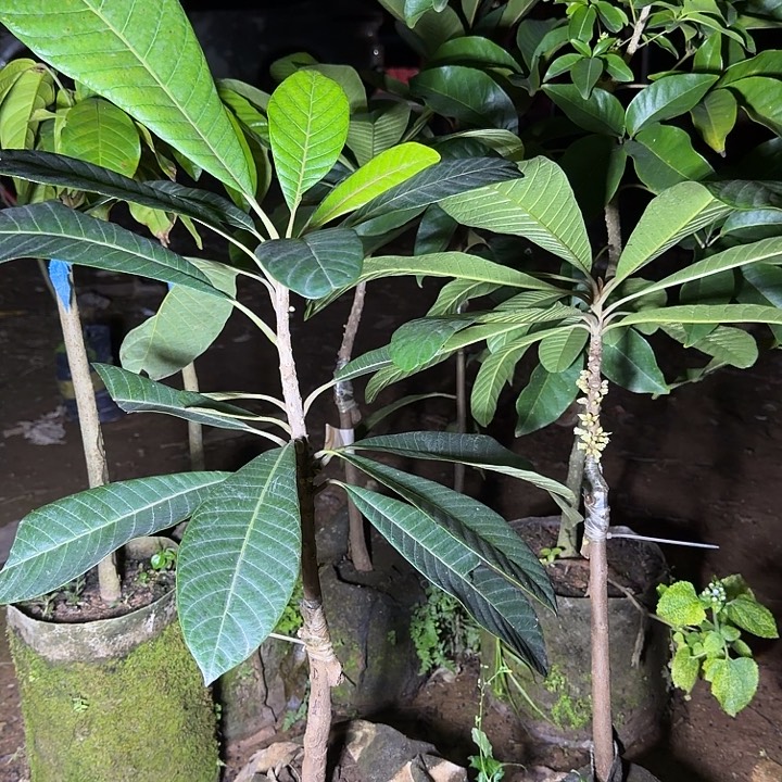 妈咪果正品果树苗