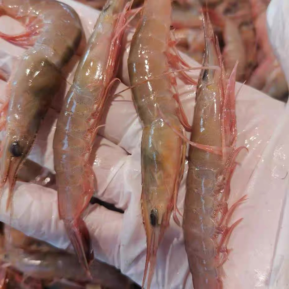 【琅琊码头直发】3斤新鲜励虾（1斤50只左右）鹰爪虾  野生海捕