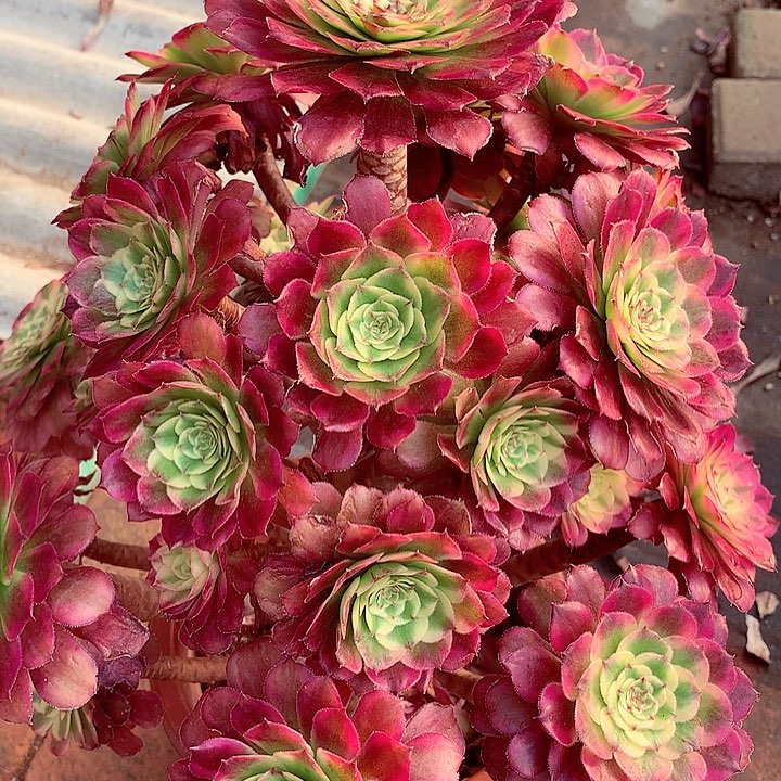 舞天姬啊啊啊啊啊啊啊多肉