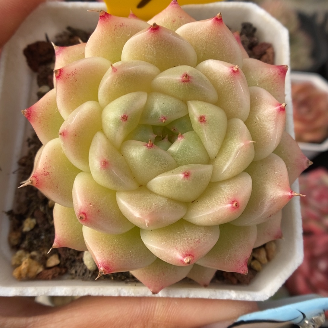 珠光麦秆可拍939号