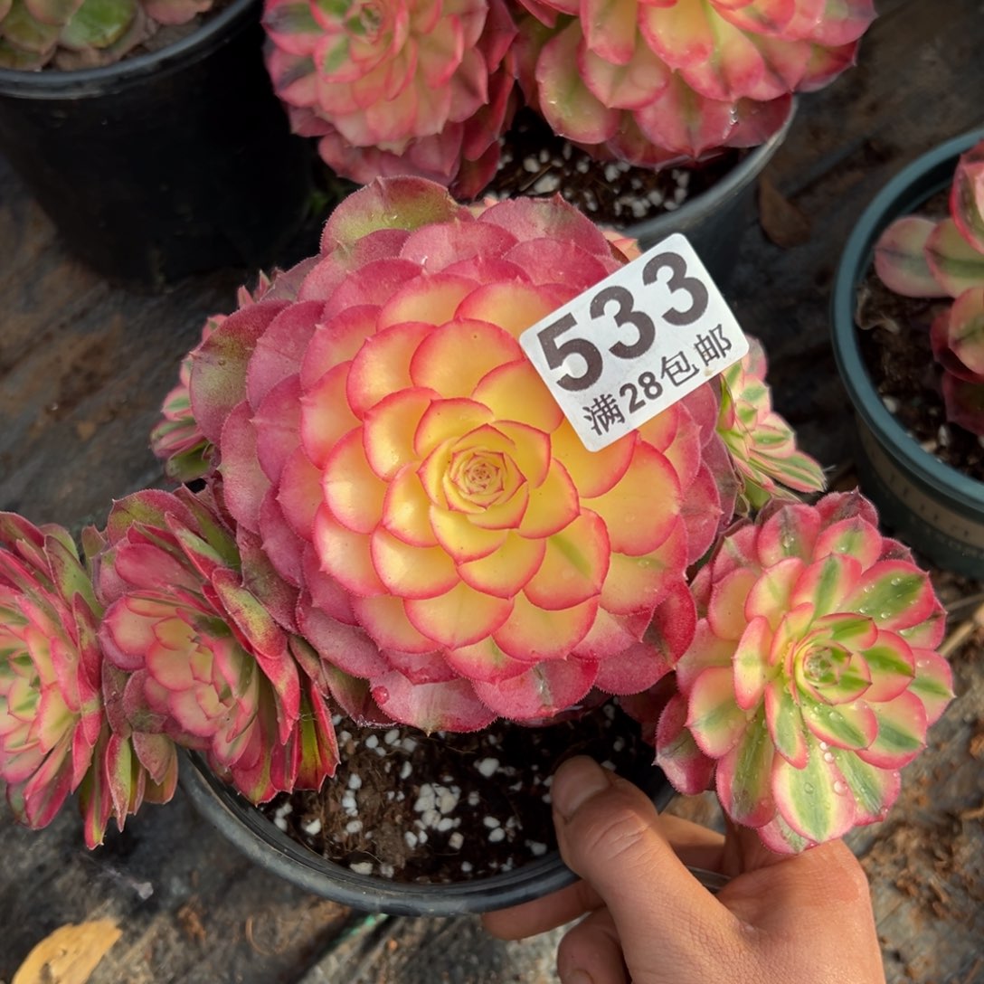 多肉植物533多肉植物