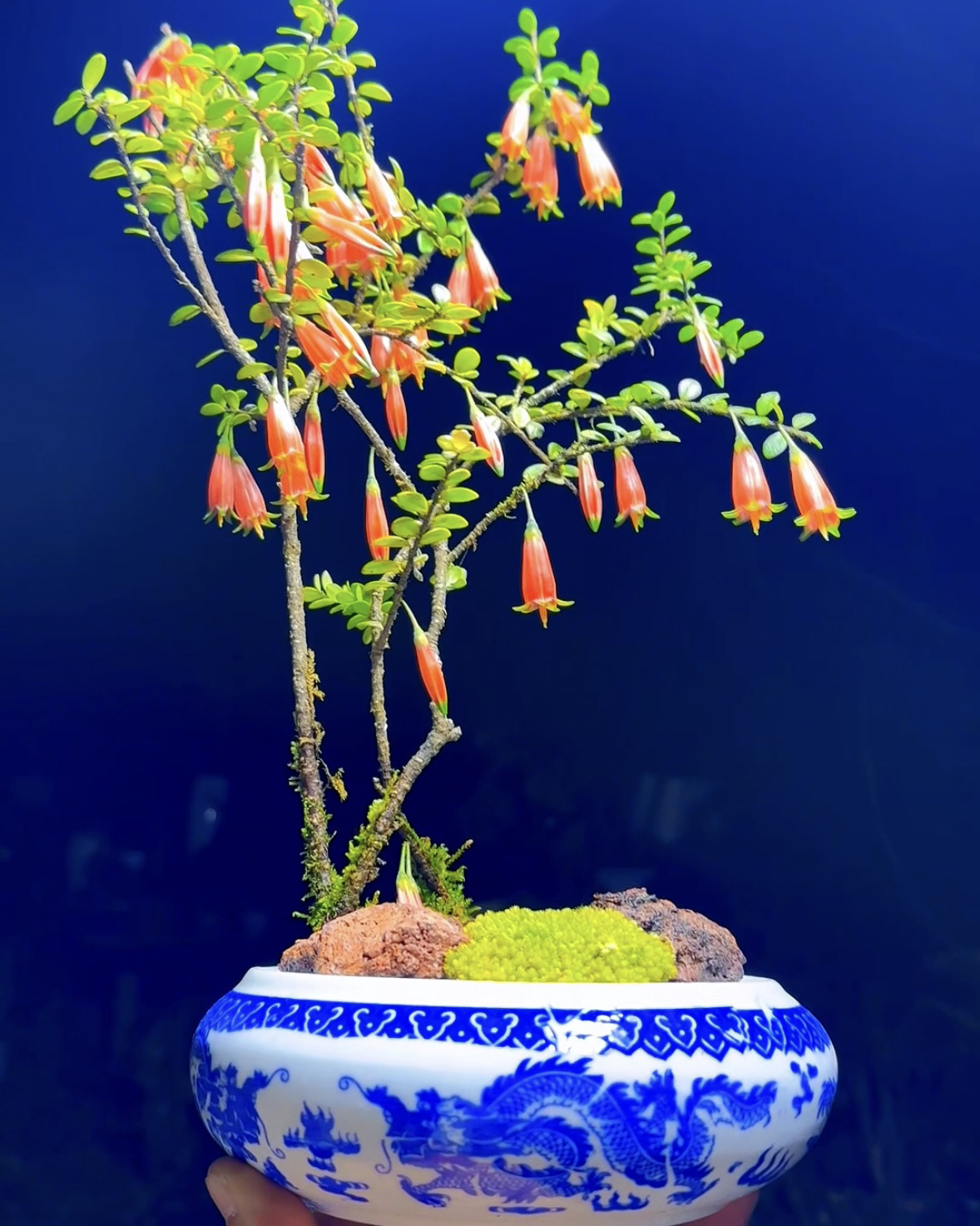 珍珠米叶红花五翅梅（树萝卜）