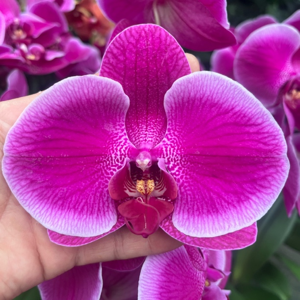 新疆包邮！大花蝴蝶兰（牛魔王）花期长！