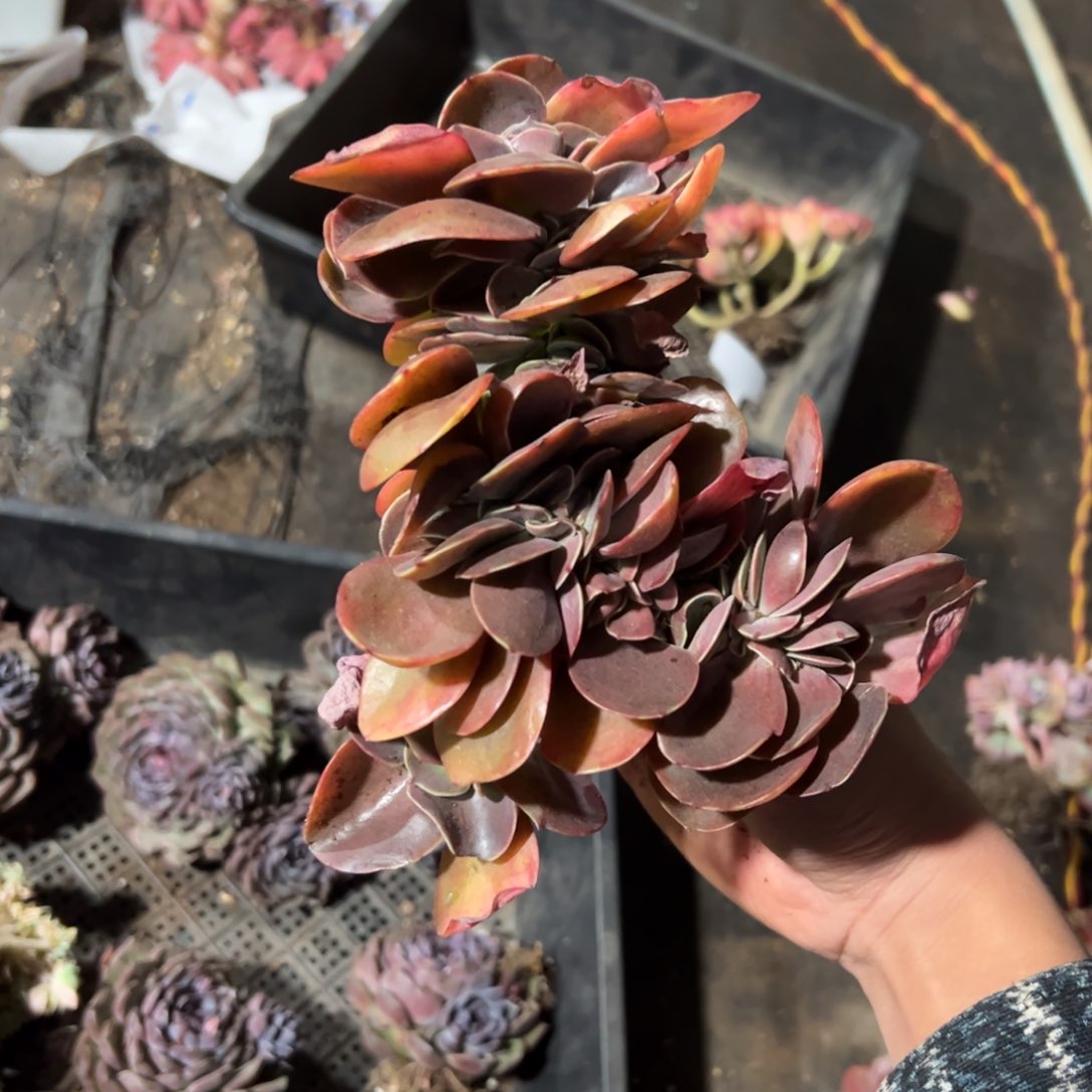 若涛缀48 零零多肉植物