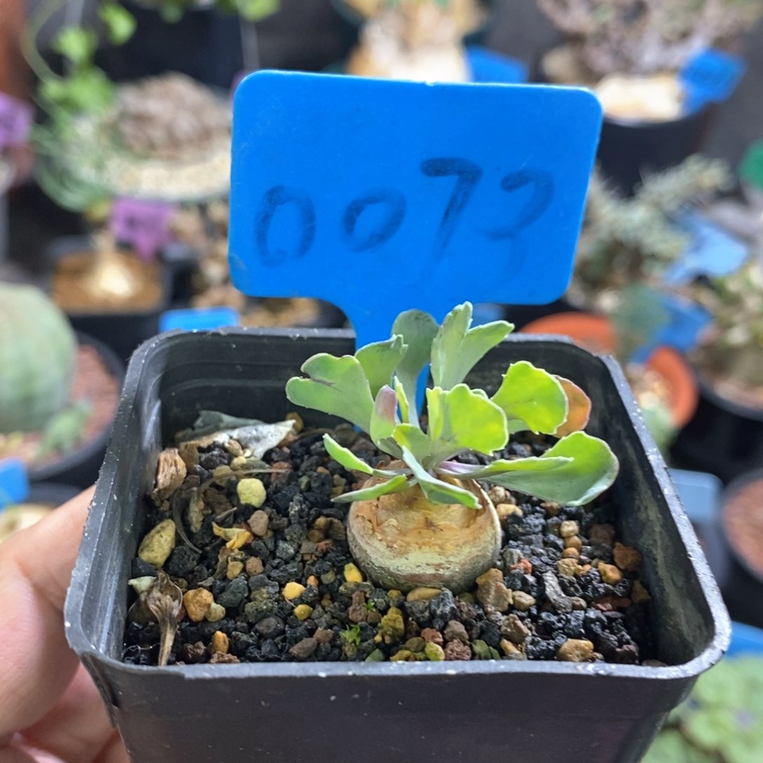 产地格加厚敦菊多肉植物