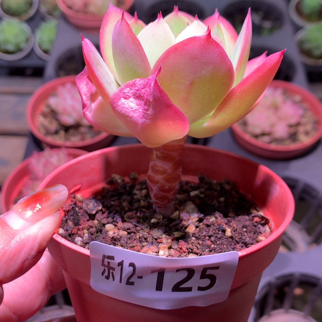 乐然12-125 碧桃单头 